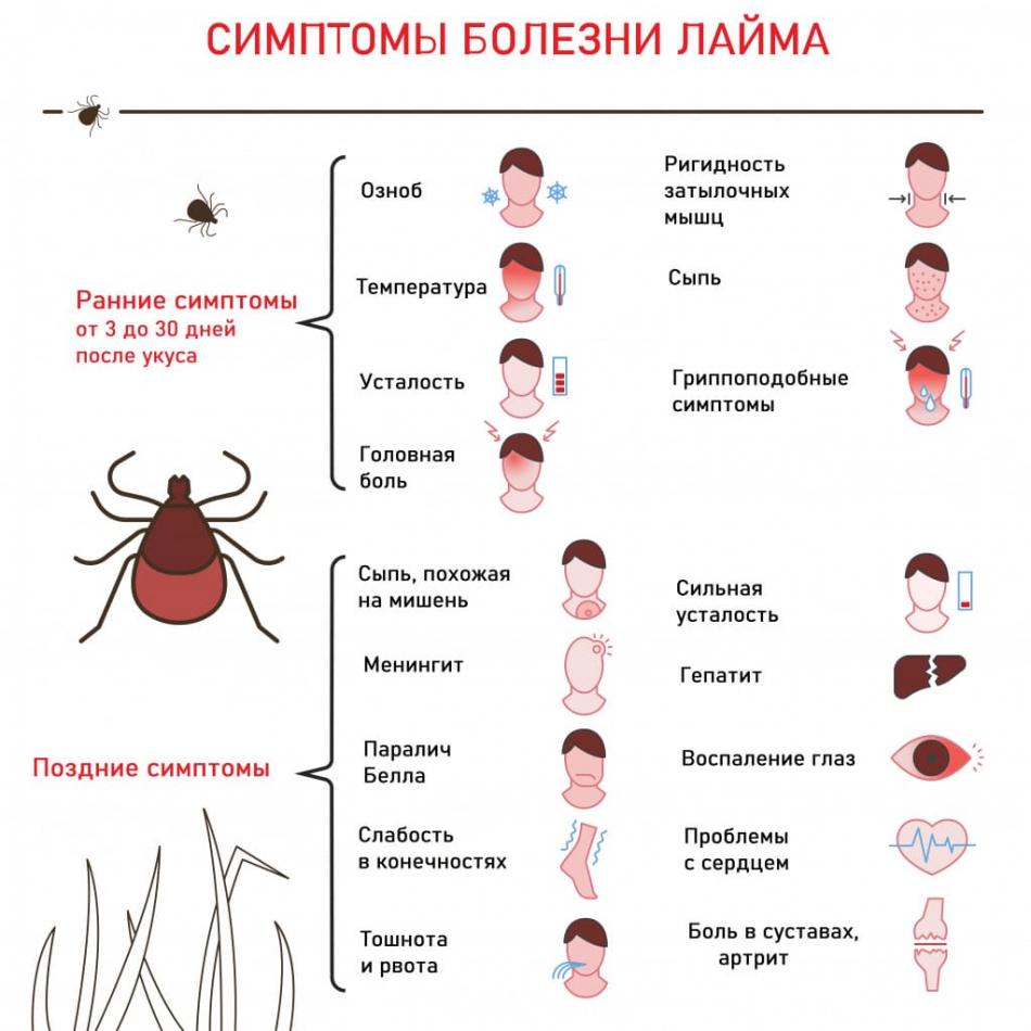 лабораторные исследования клеща на возбудители