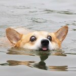 firefox