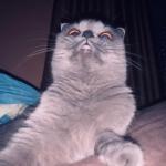 Яна